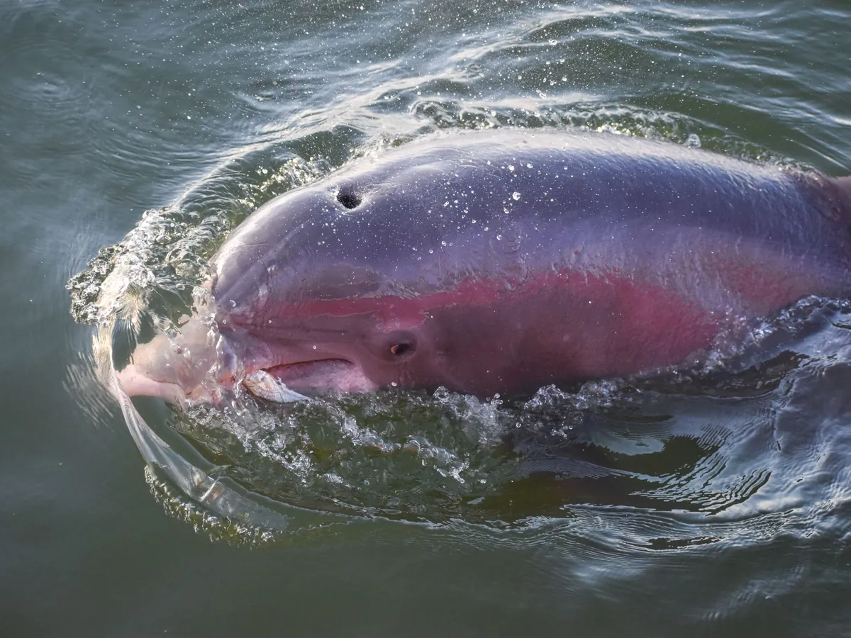 Delfín rosado del Amazonas saliendo del agua