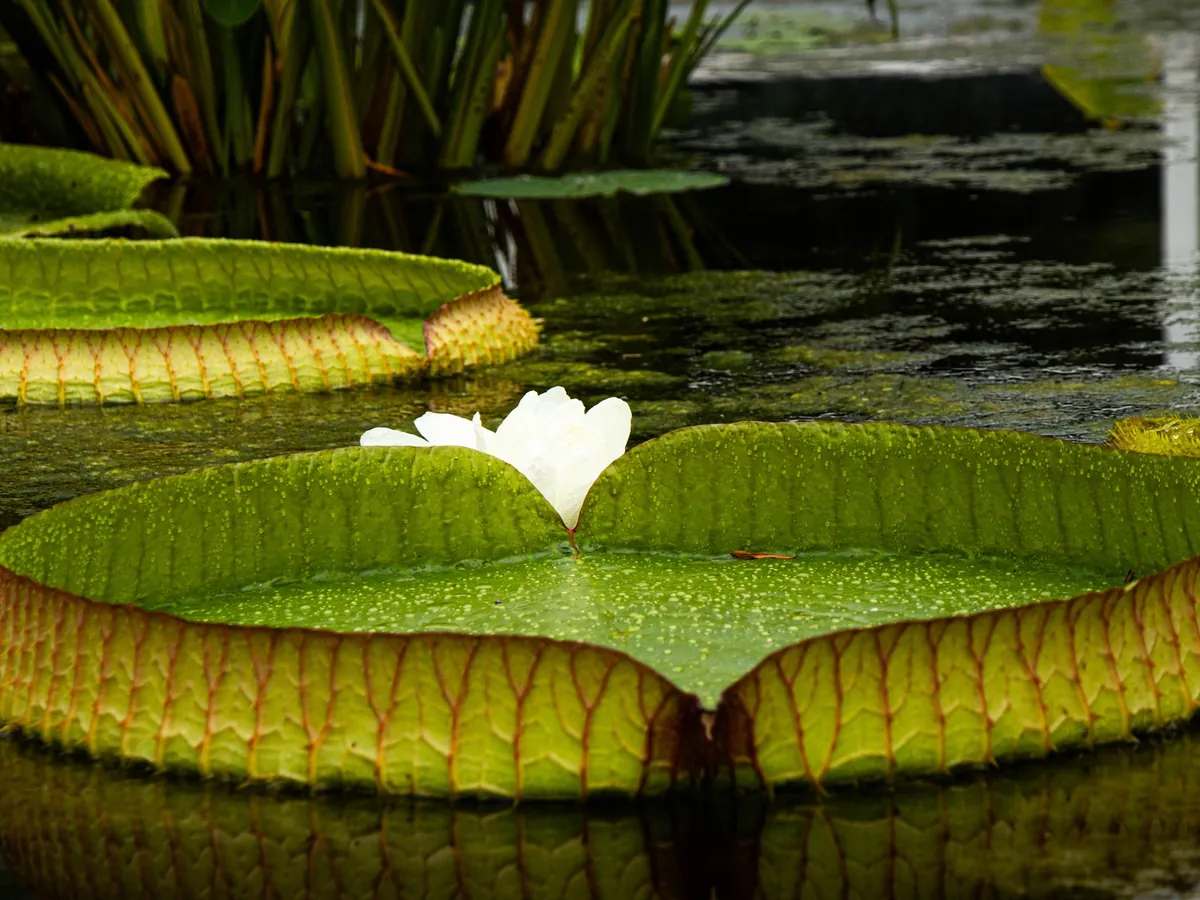 Flor blanca sobre una hoja gigante de Victoria Regia