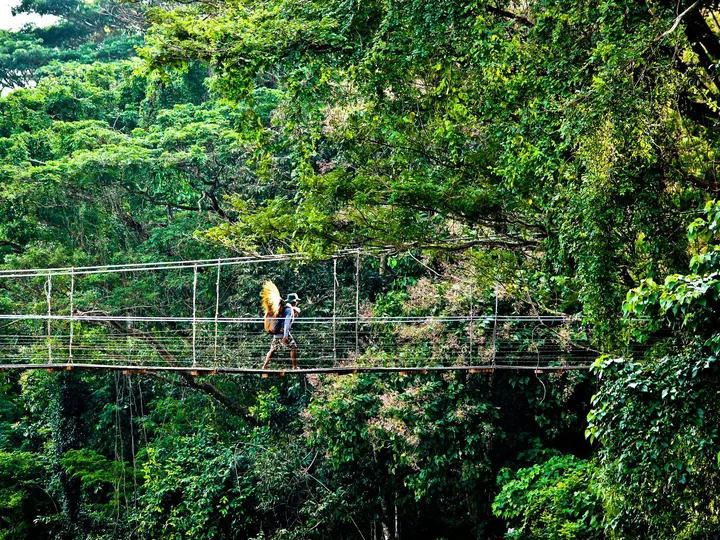 Viajero cruzando un puente colgante en la selva
