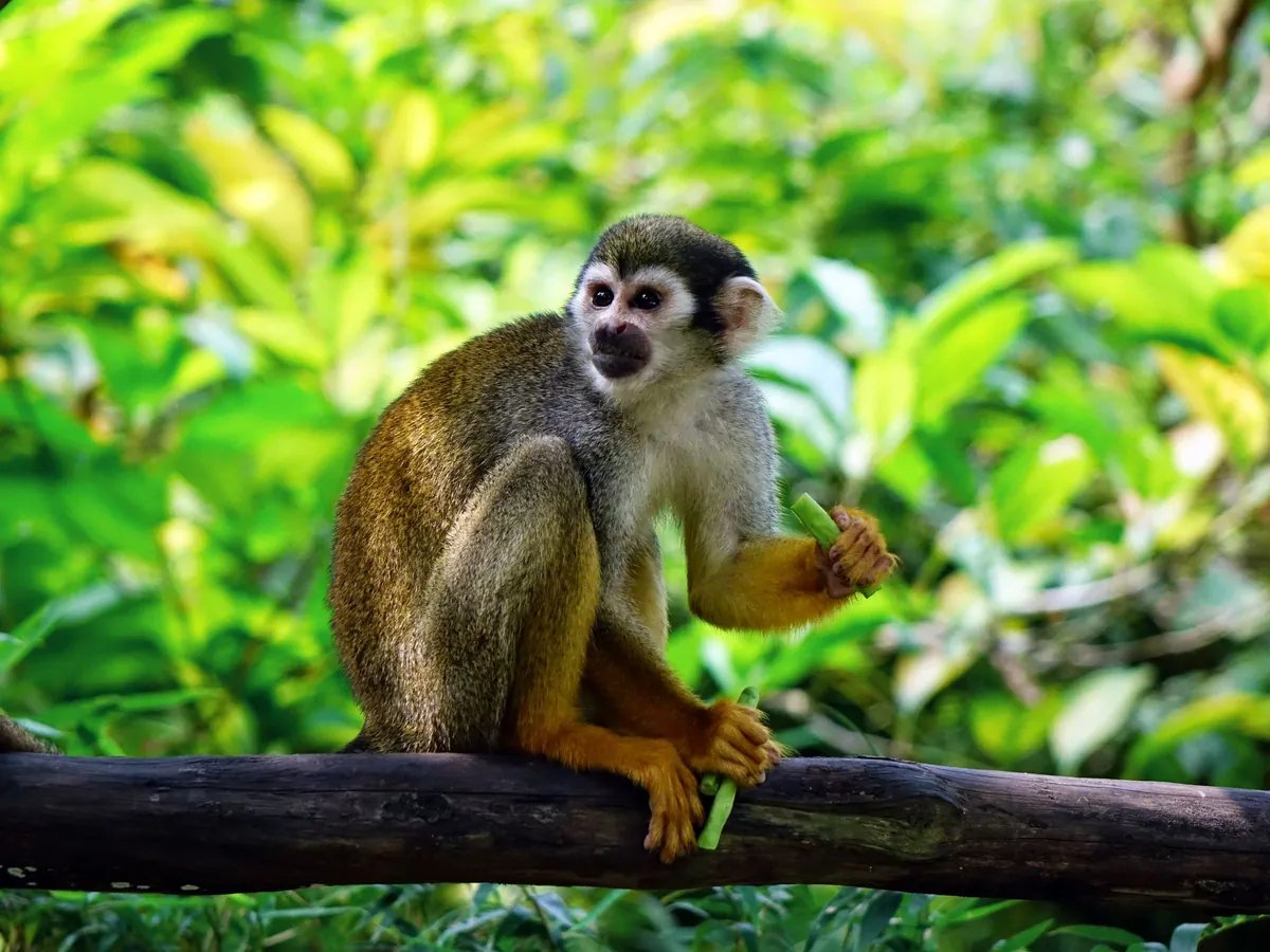 Mono ardilla sobre una rama en la selva